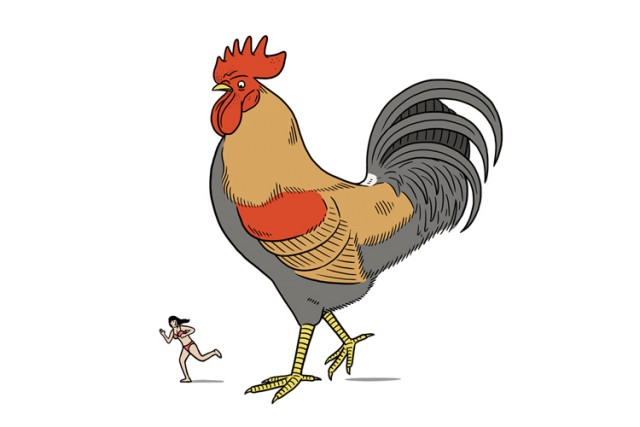 Cockerel Illustration by Matt Blease