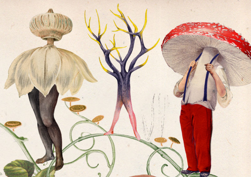 Neal Murren illustrates ‘Mushrooms and Toadstools’ book cover
