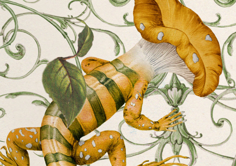 Neal Murren illustrates ‘Mushrooms and Toadstools’ book cover